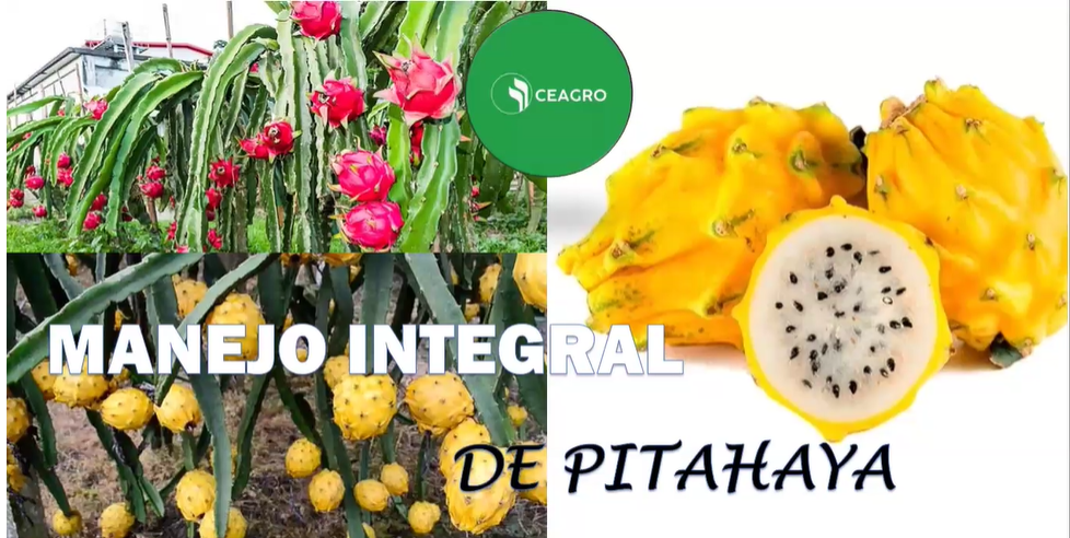  MANEJO INTEGRAL DE LA PITAHAYA 